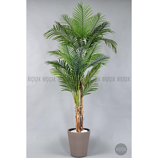 Biçiçek Areka Ağacı 220-240 Cm Kahverengiluna
