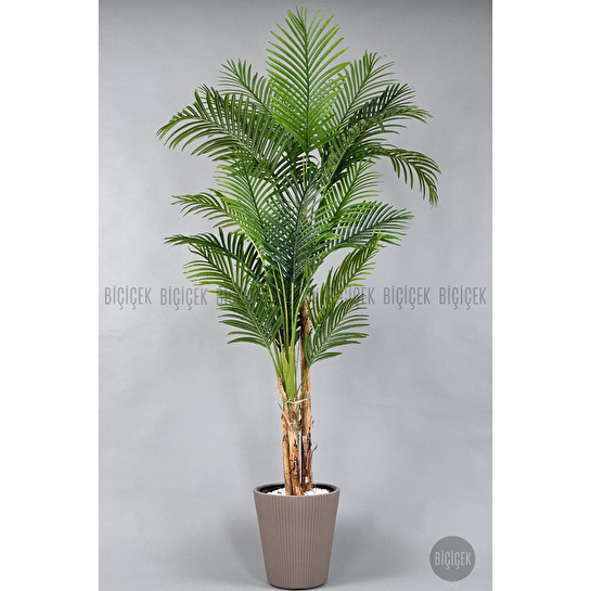 Biçiçek Areka Ağacı 220-240 Cm Kahverengiluna