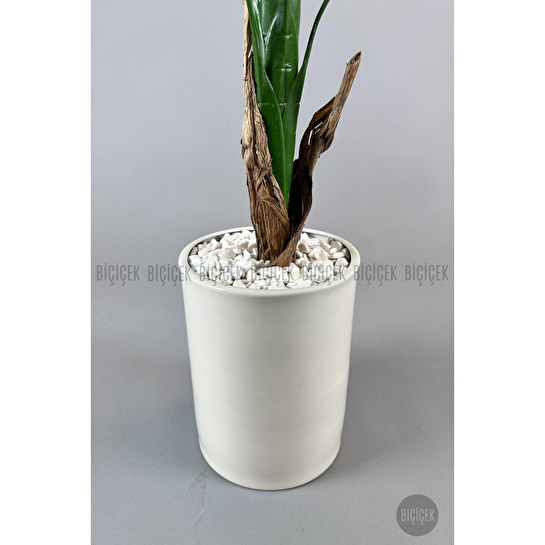 Biçiçek Muz Ağacı Tek Gövde 125-175 Cm Krem