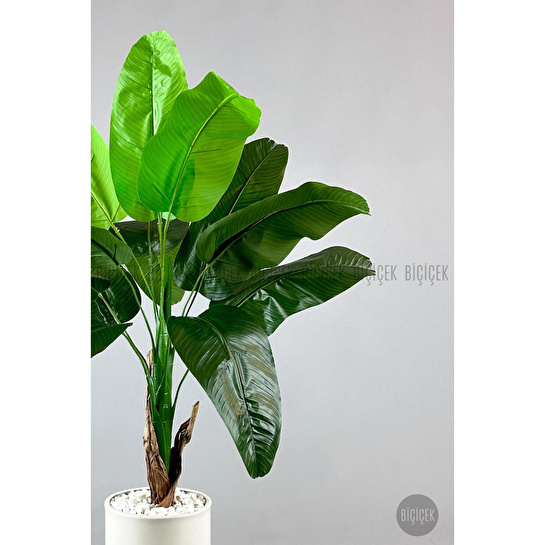 Biçiçek Muz Ağacı Tek Gövde 125-175 Cm Krem