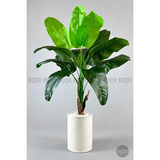 Biçiçek Muz Ağacı Tek Gövde 125-175 Cm Krem