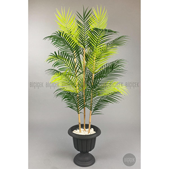 Biçiçek 125cm Areka Ağacı 24 Yapraklı Nergiz Saksıda 1