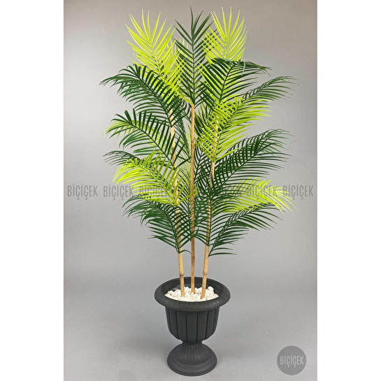 Biçiçek 125cm Areka Ağacı 24 Yapraklı Nergiz Saksıda 1