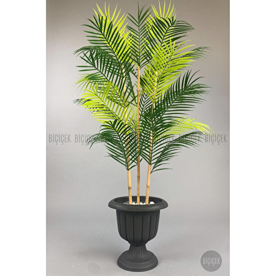 Biçiçek 125cm Areka Ağacı 24 Yapraklı Nergiz Saksıda 1