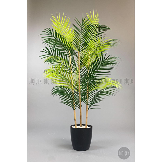 Biçiçek 115cm Areka Ağacı 24 Yapraklı Yakut Saksıda 2