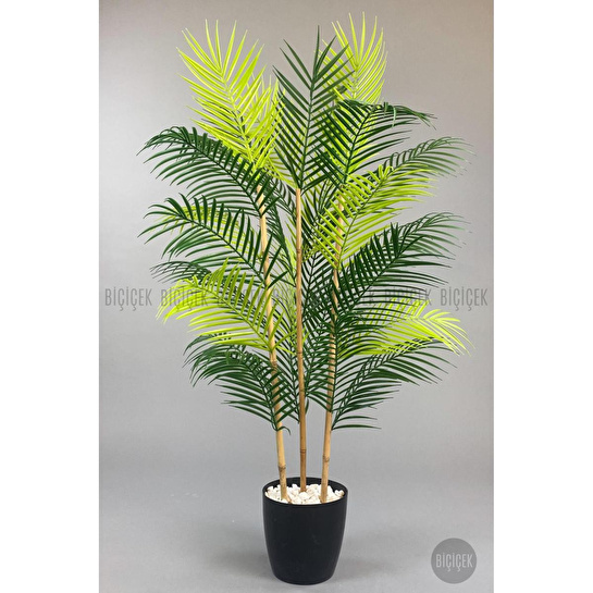 Biçiçek 115cm Areka Ağacı 24 Yapraklı Yakut Saksıda 2