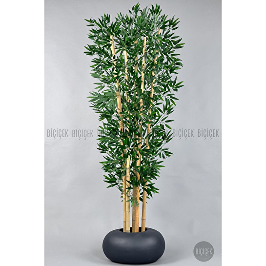 Biçiçek Zen Bambu Ağacı 220-240 Cm Fiber Saksıda Grifiber1
