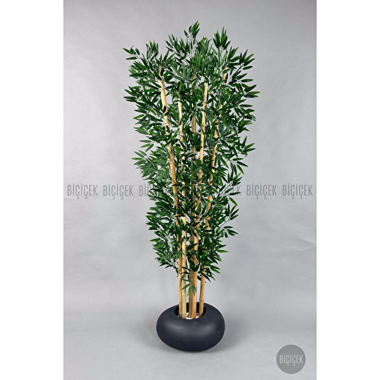 Biçiçek Zen Bambu Ağacı 220-240 Cm Fiber Saksıda Grifiber1