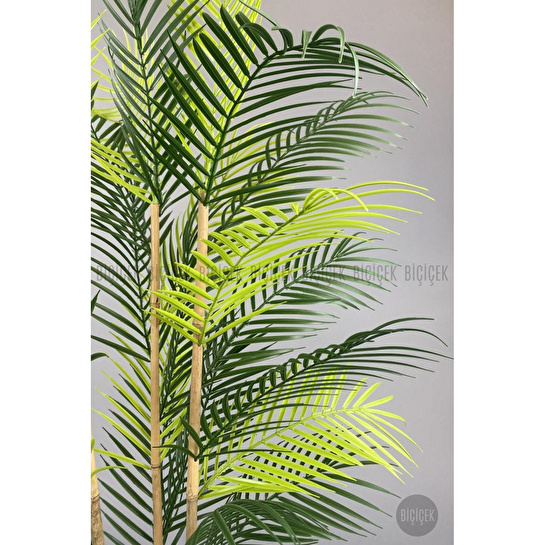 Biçiçek 125cm Areka Ağacı 24 Yapraklı Nergiz Saksıda 2