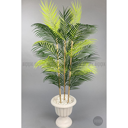 Biçiçek 125cm Areka Ağacı 24 Yapraklı Nergiz Saksıda 2