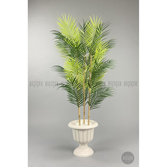 Biçiçek 125cm Areka Ağacı 24 Yapraklı Nergiz Saksıda 2