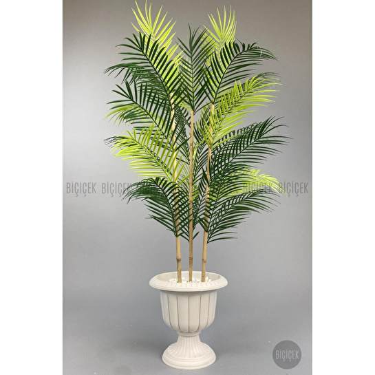 Biçiçek 125cm Areka Ağacı 24 Yapraklı Nergiz Saksıda 2