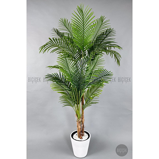 Biçiçek Areka Ağacı 220-240 Cm Beyazluna