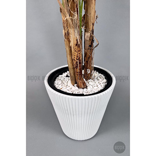 Biçiçek Areka Ağacı 220-240 Cm Beyazluna