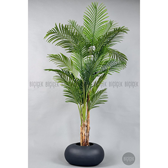 Biçiçek Areka Ağacı 220-240 Cm Grifiber2
