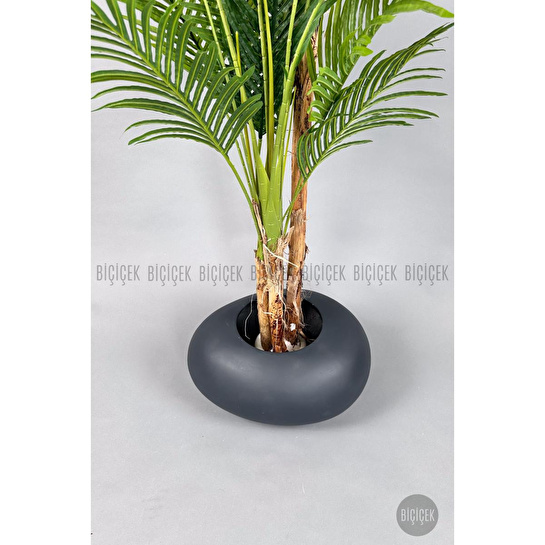 Biçiçek Areka Ağacı 220-240 Cm Grifiber2