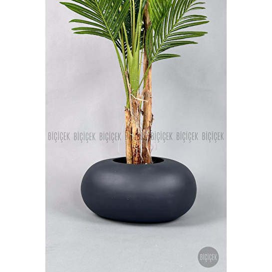 Biçiçek Areka Ağacı 220-240 Cm Grifiber2