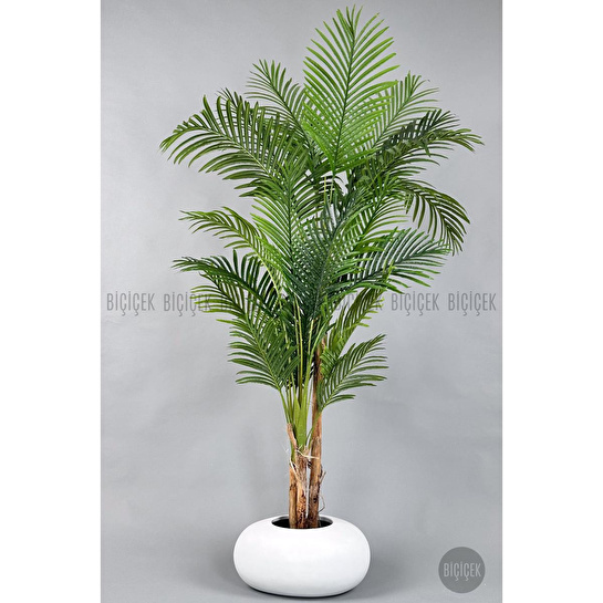 Biçiçek Areka Ağacı 220-240 Cm Beyazfiber2