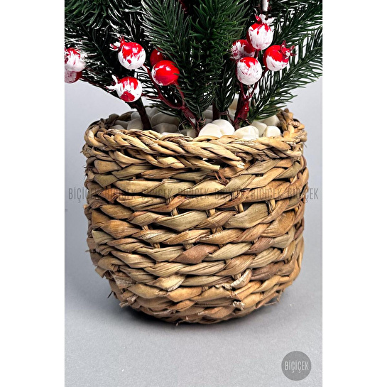 Biçiçek Koki̇na Bi̇tki̇si̇ 35 Cm Hasir Saksida 48 Meyveli̇ Yilbaşi Bi̇tki̇si̇