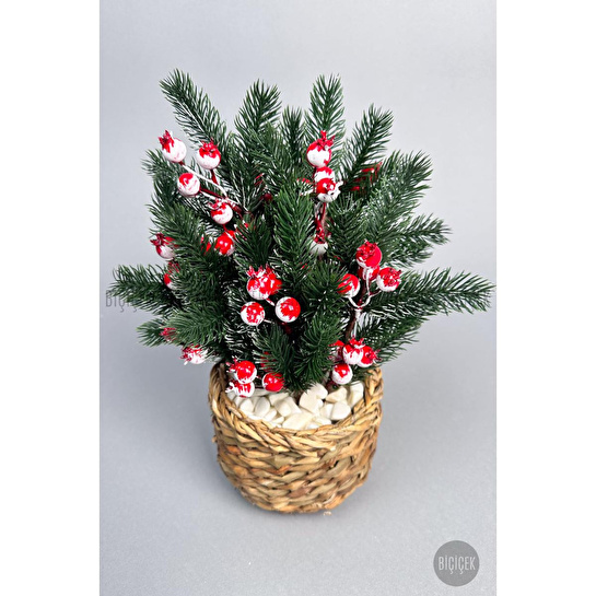 Biçiçek Koki̇na Bi̇tki̇si̇ 35 Cm Hasir Saksida 48 Meyveli̇ Yilbaşi Bi̇tki̇si̇
