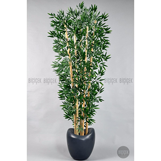 Biçiçek Zen Bambu Ağacı 220-240 Cm Fiber Saksıda Grifiber2