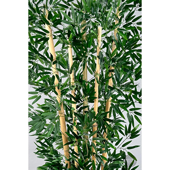 Biçiçek Zen Bambu Ağacı 220-240 Cm Fiber Saksıda Grifiber2
