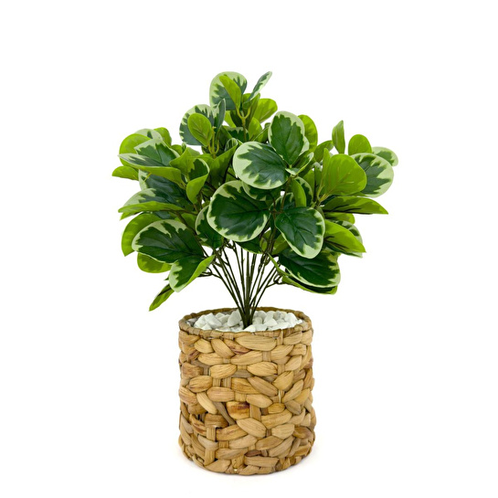 Biçiçek Şans Bitkisi 70ve50cm Hasır Saksıda