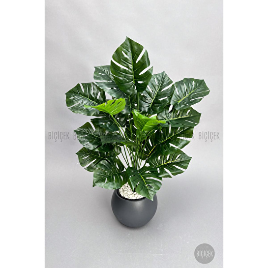 Biçiçek Monstera Bitkisi 65 Cm Küre Saksıda