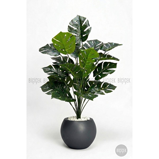 Biçiçek Monstera Bitkisi 65 Cm Küre Saksıda