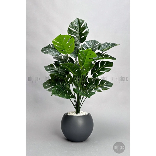 Biçiçek Monstera Bitkisi 65 Cm Küre Saksıda