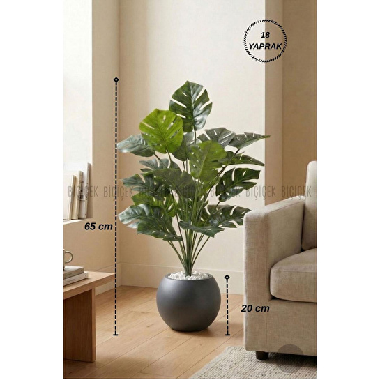 Biçiçek Monstera Bitkisi 65 Cm Küre Saksıda