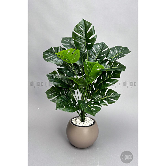 Biçiçek Monstera Bitkisi 65 Cm Küre Saksıda