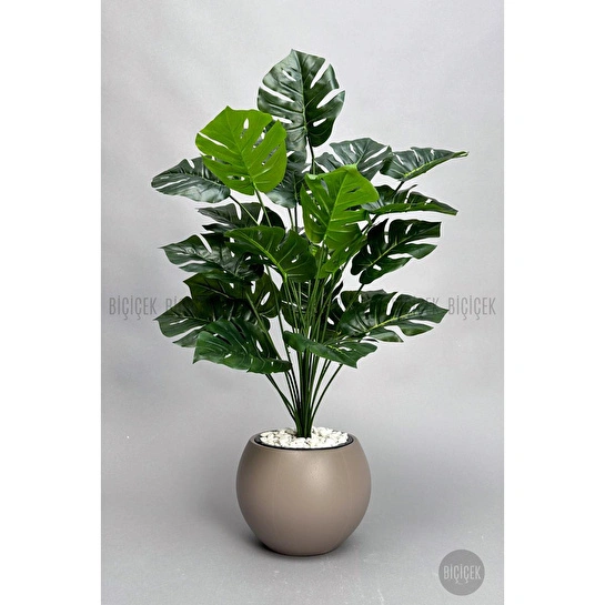 Biçiçek Monstera Bitkisi 65 Cm Küre Saksıda