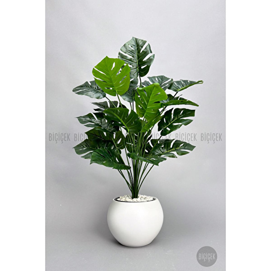 Biçiçek Monstera Bitkisi 65 Cm Küre Saksıda