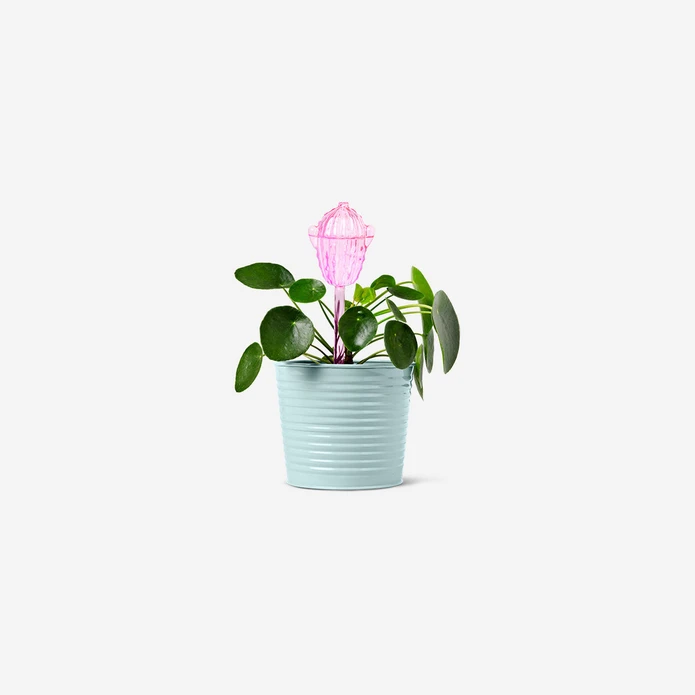 Flying Tiger Copenhagen Pembe Kaktüs Şeklinde Saksı Sulama Aparatı
