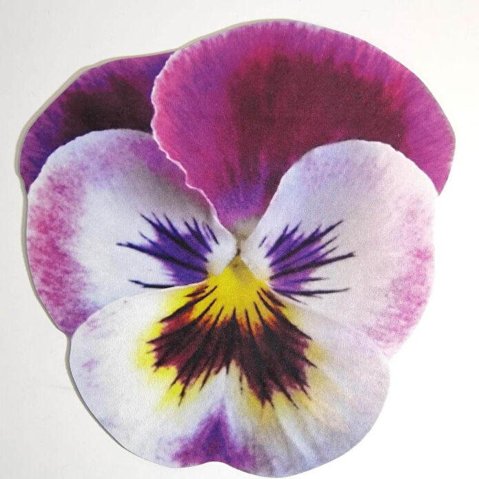 Maxxdeco 12 Parça Servis Seti-12082