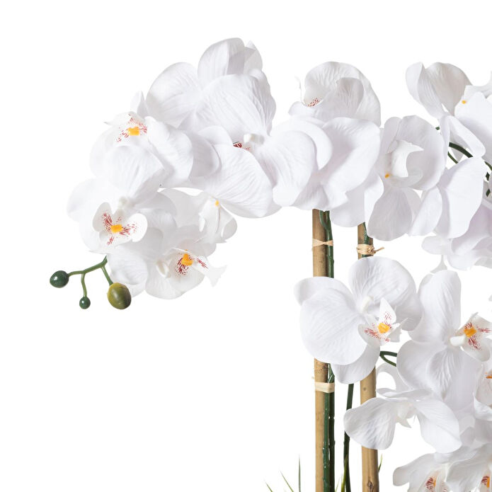 Mudo Home Riva Saksili Orki̇de 60 Cm