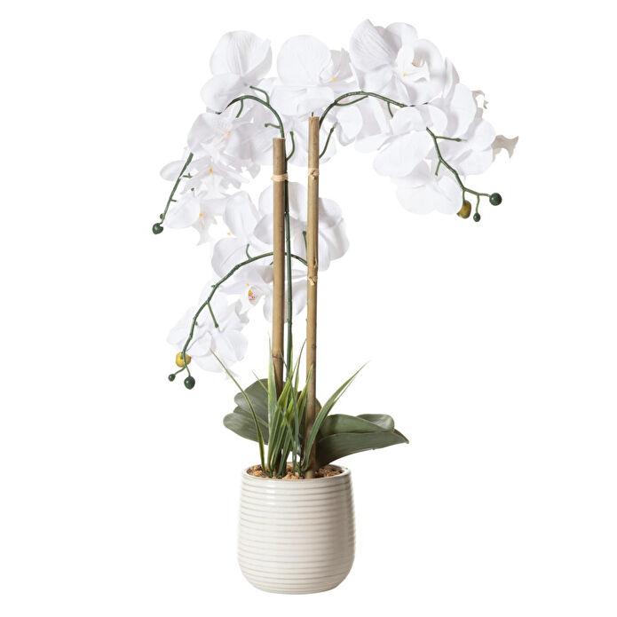 Mudo Home Riva Saksili Orki̇de 60 Cm