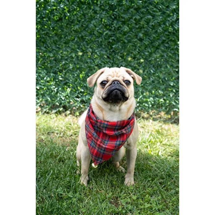 Beige & Stone Yılbaşı Temalı Köpek Fuları