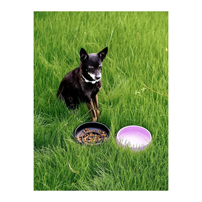 Beige & Stone Slow Eat Yavaş Yeme Seramik Mama Kasesi (m)