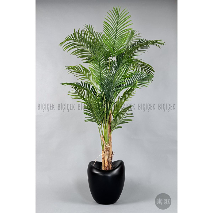 Biçiçek Areka Ağacı 220-240 Cm Siyahfiber1