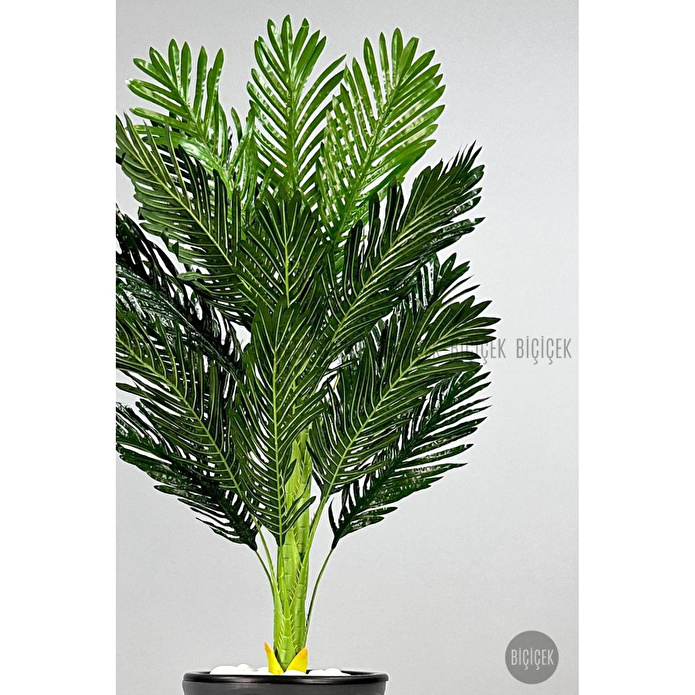 Biçiçek 150cm Areka Ağacı Kumsal Saksıda 2
