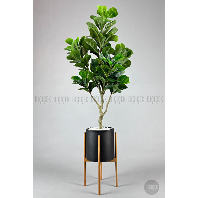 Biçiçek Keman Yapraklı Kauçuk Bitkisi Fiddle Lyrata Metal Saksı Siyah- 175cm