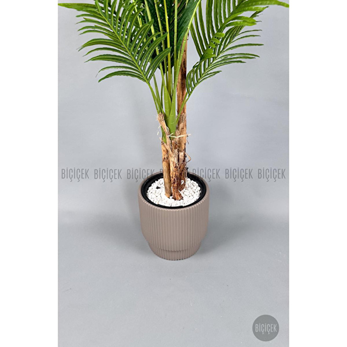 Biçiçek Areka Ağacı 220-240 Cm Kahverengigala
