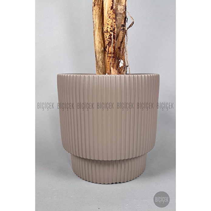 Biçiçek Areka Ağacı 220-240 Cm Kahverengigala