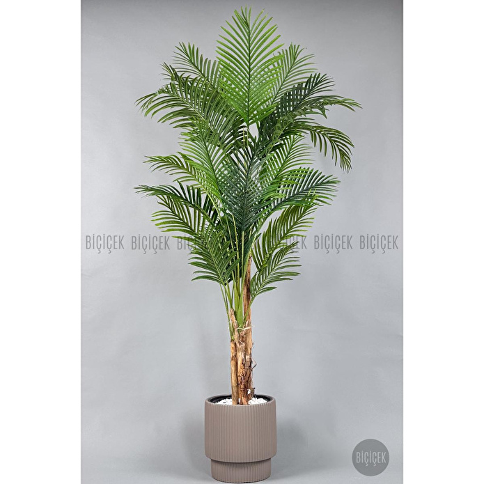 Biçiçek Areka Ağacı 220-240 Cm Kahverengigala