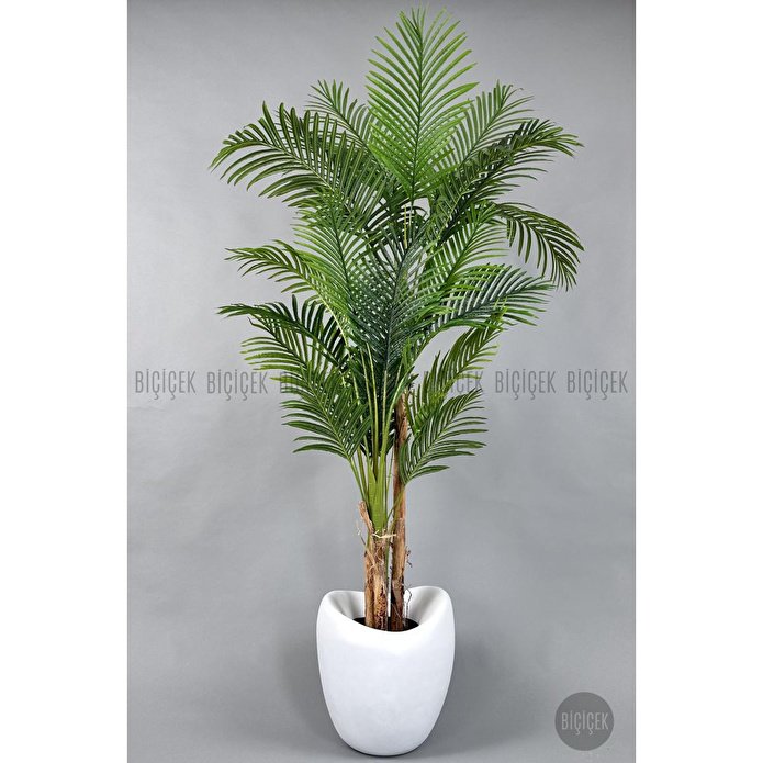 Biçiçek Areka Ağacı 220-240 Cm Beyazfiber1