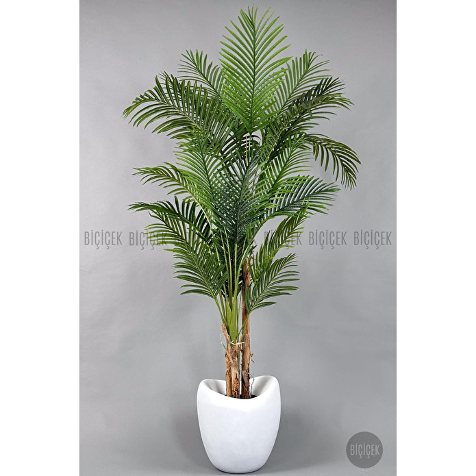 Biçiçek Areka Ağacı 220-240 Cm Beyazfiber1