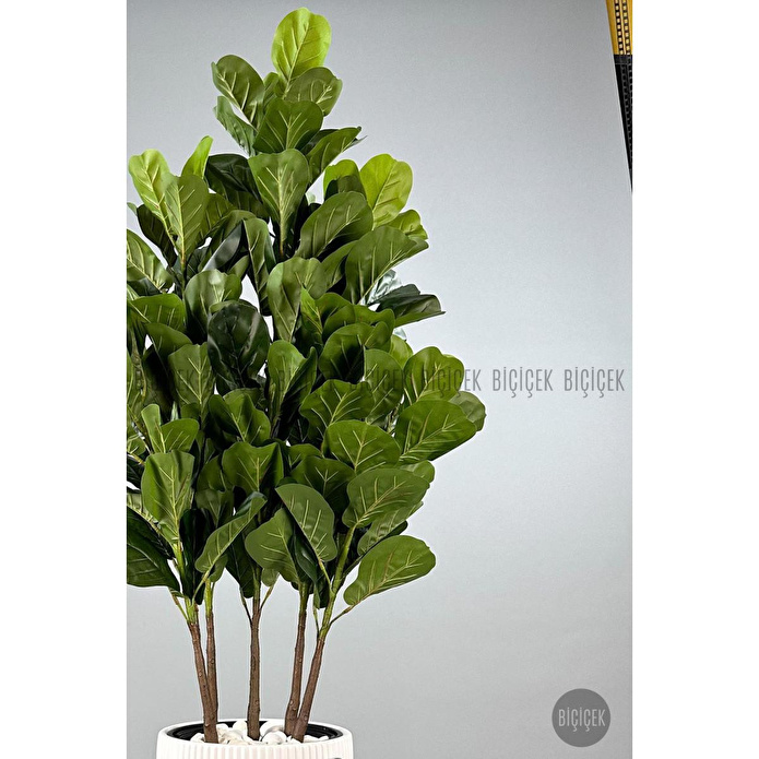 Biçiçek Keman Yapraklı Kauçuk Bitkisi Gala Saksıda Fiddle Lyrata 2