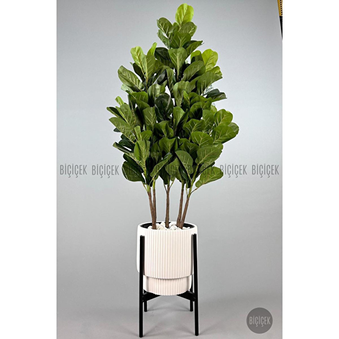 Biçiçek Keman Yapraklı Kauçuk Bitkisi Gala Saksıda Fiddle Lyrata 2